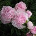 Півонія Paeonia Albert Crousse
